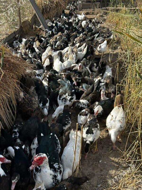 Ордек индаутка - Dänew - img 1