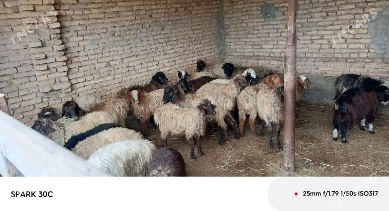 koç - Çärjew - img 1