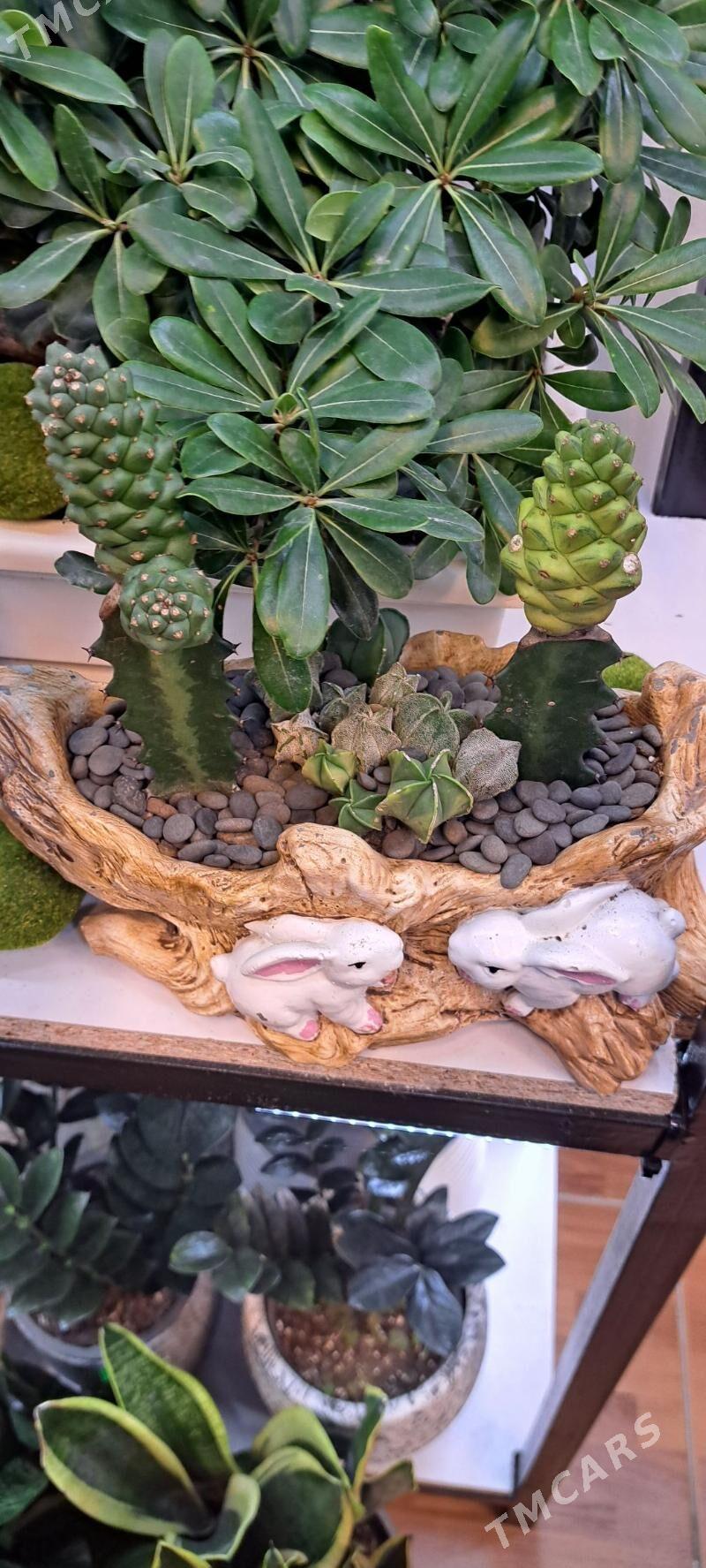 для декора - Ашхабад - img 1