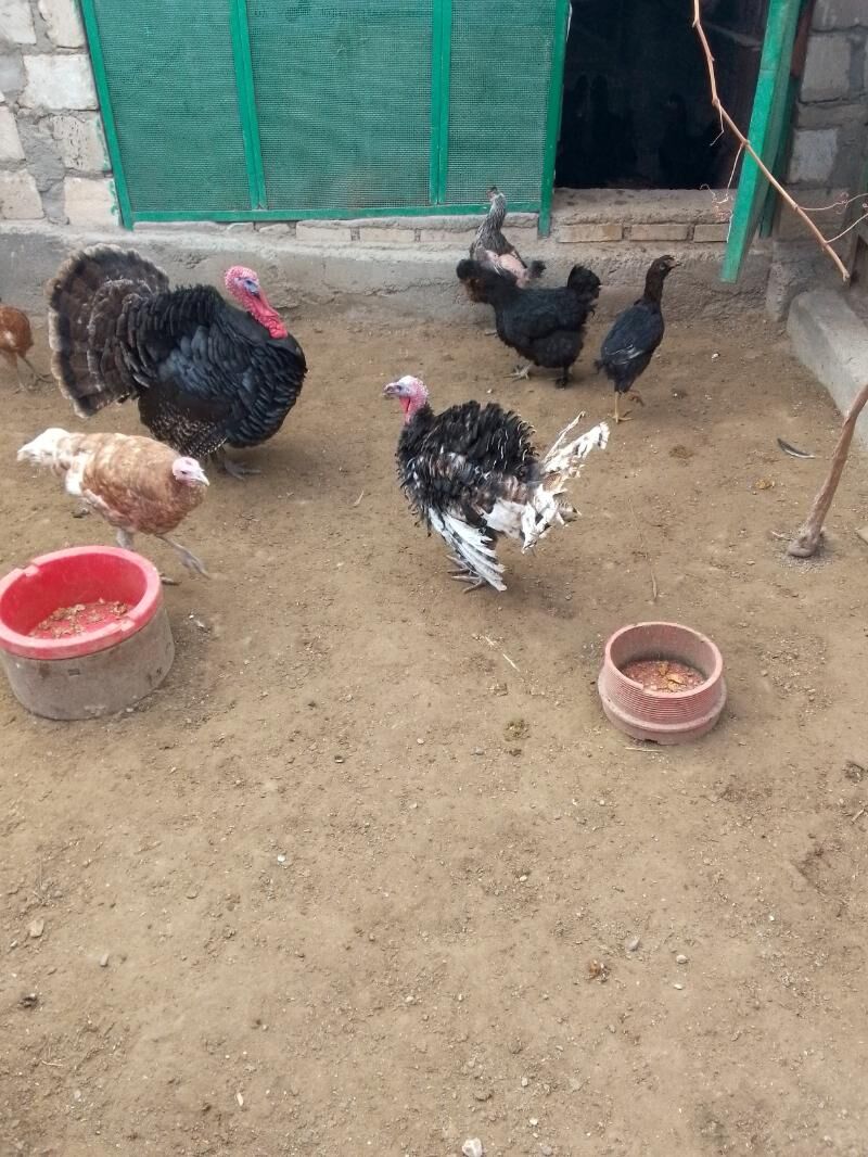 Towuk horoz,induk - Туркменбаши - img 1