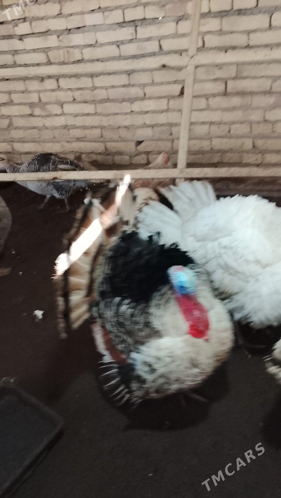 Induk - Гарабекевюл - img 1