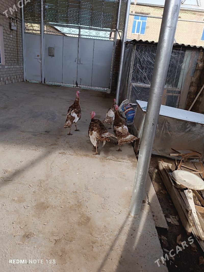 erkek induklar - Мары - img 1