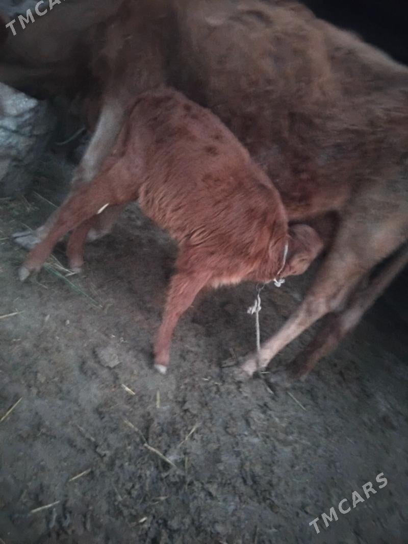 gole - Берекет - img 1