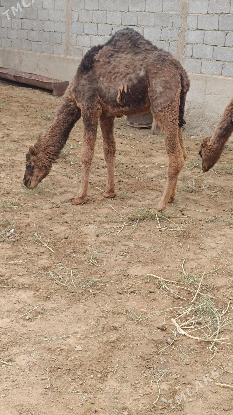 OGŞUK TORUM - Джебел - img 1