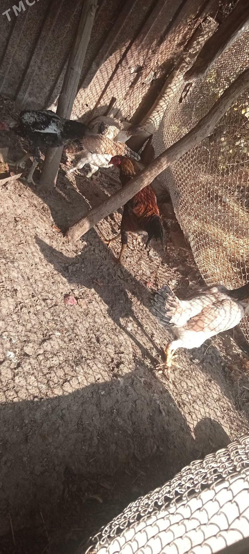 Horaz - Dänew - img 1