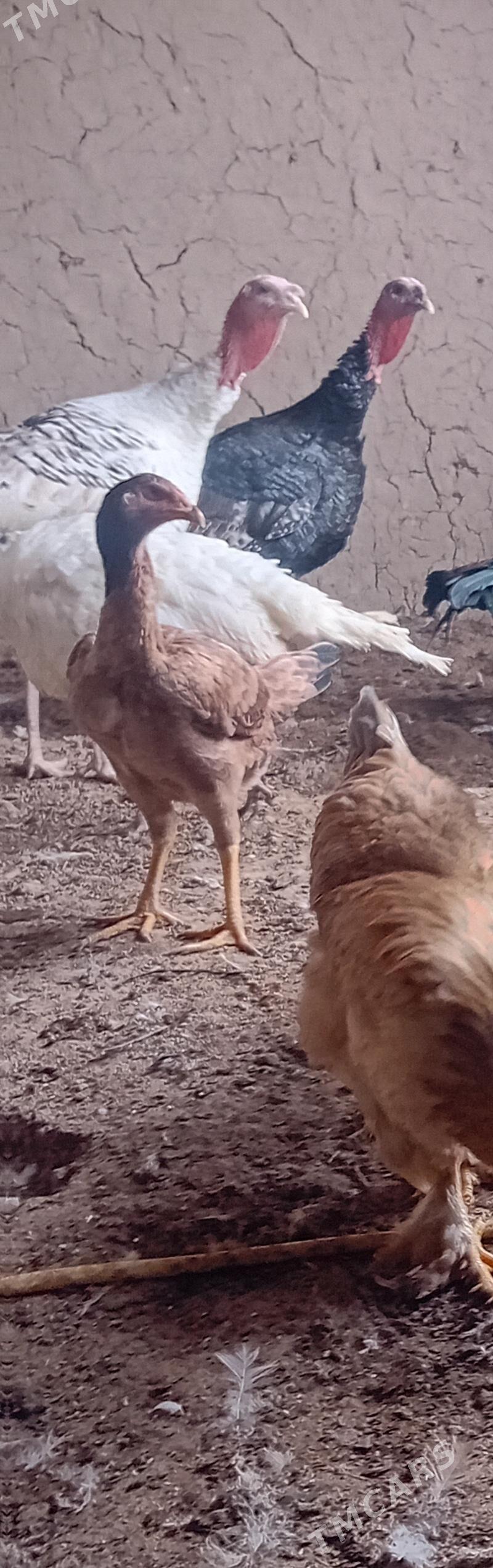 induk - Векильбазар - img 1