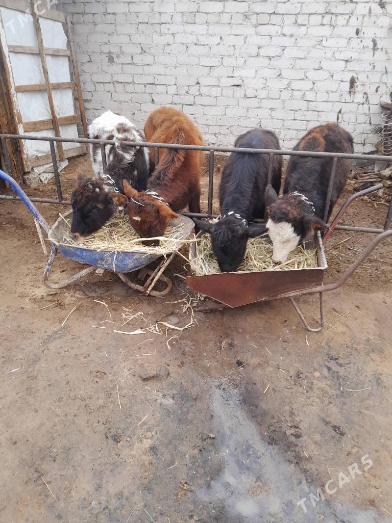 Öküz we tüwe - Кëши - img 1