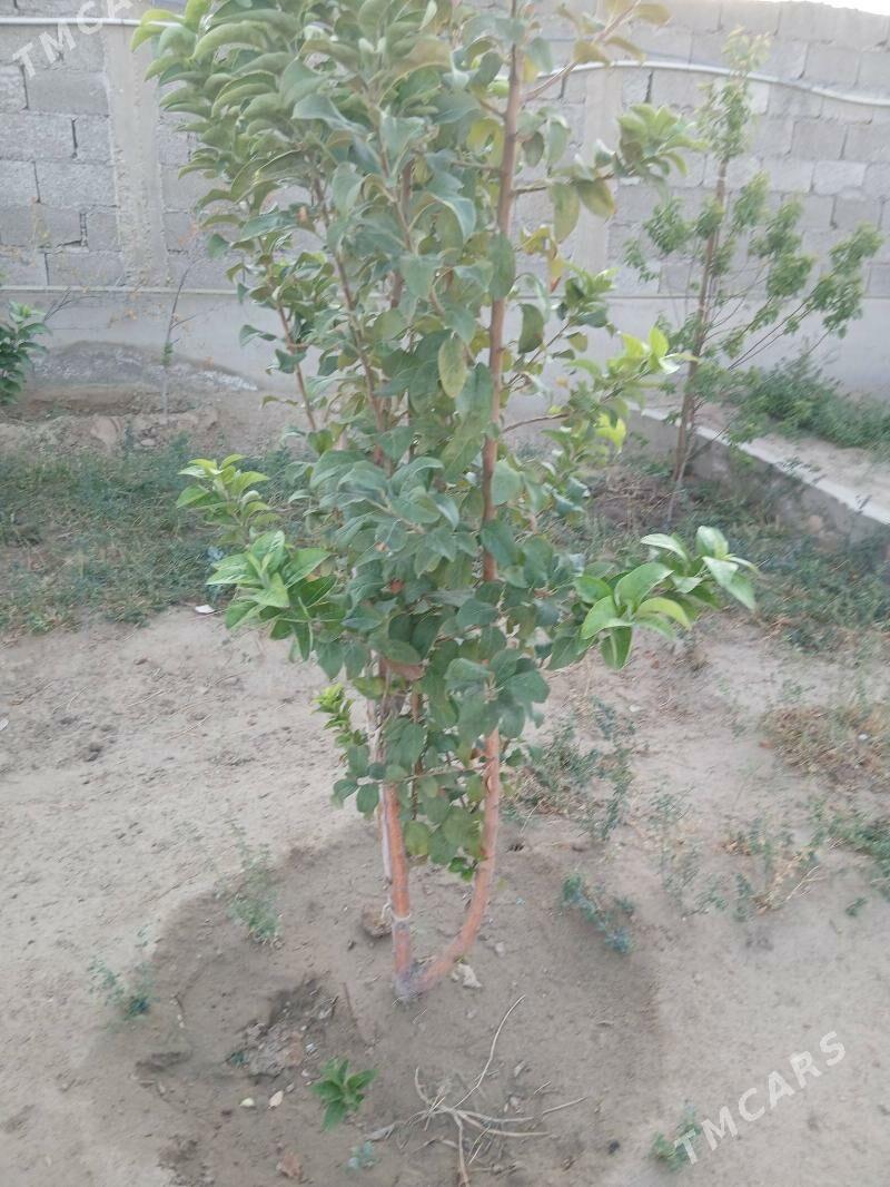 Alma bag - Джебел - img 1