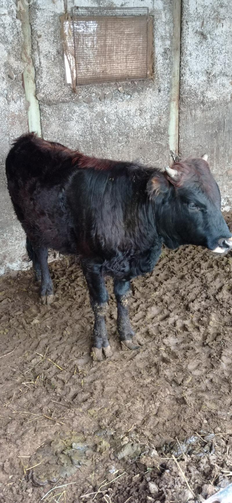 Öküz - Ашхабад - img 1