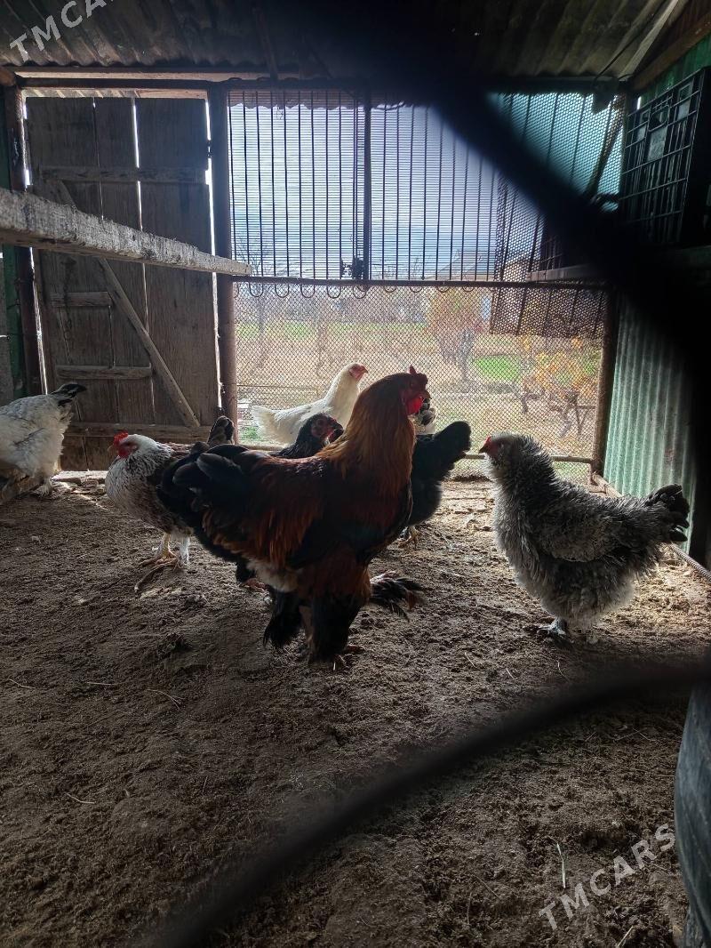 horoz - Mary - img 1