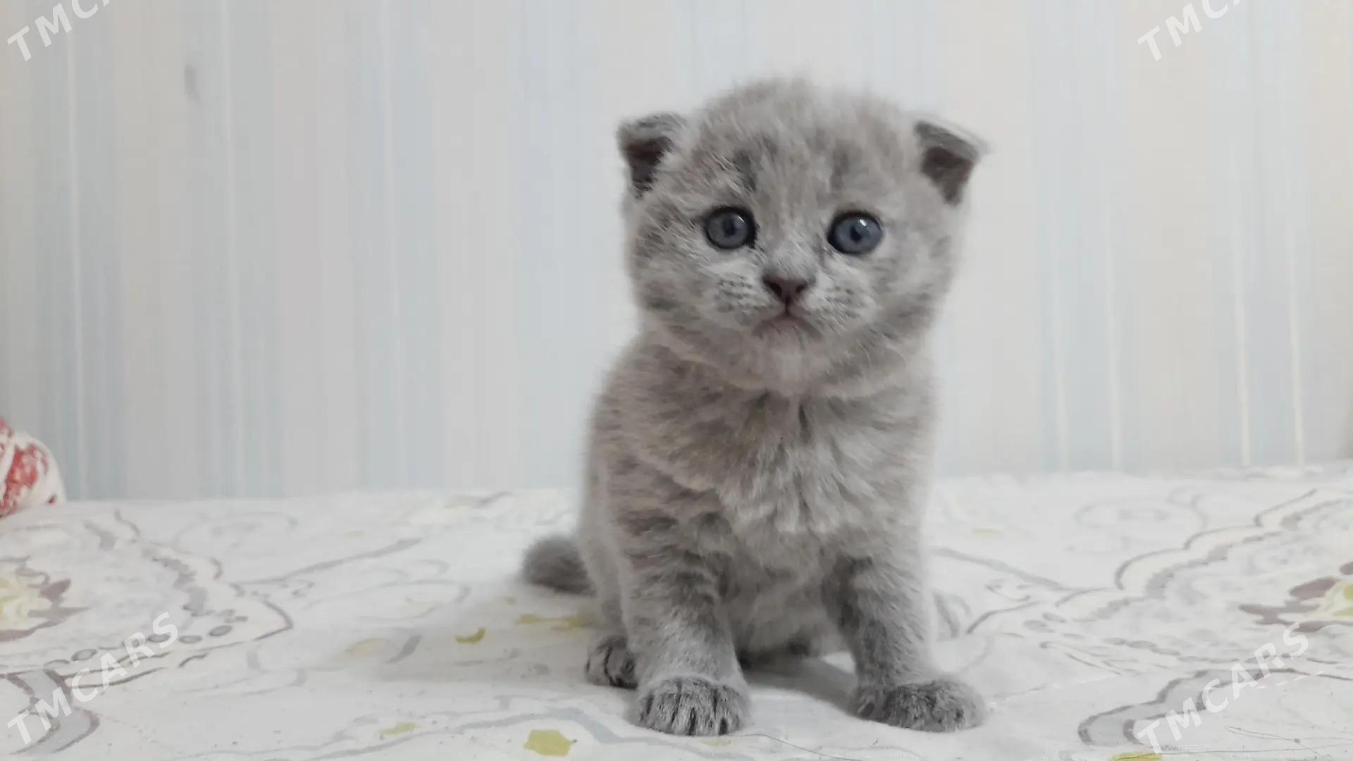 ВИСЛОУХИЕ ШОТЛАНДСКИЕ КОТЯТА - Türkmenabat - img 1