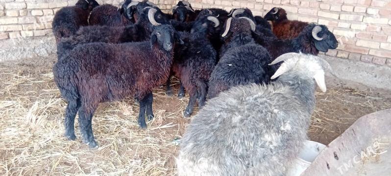 goclar - Çärjew - img 1