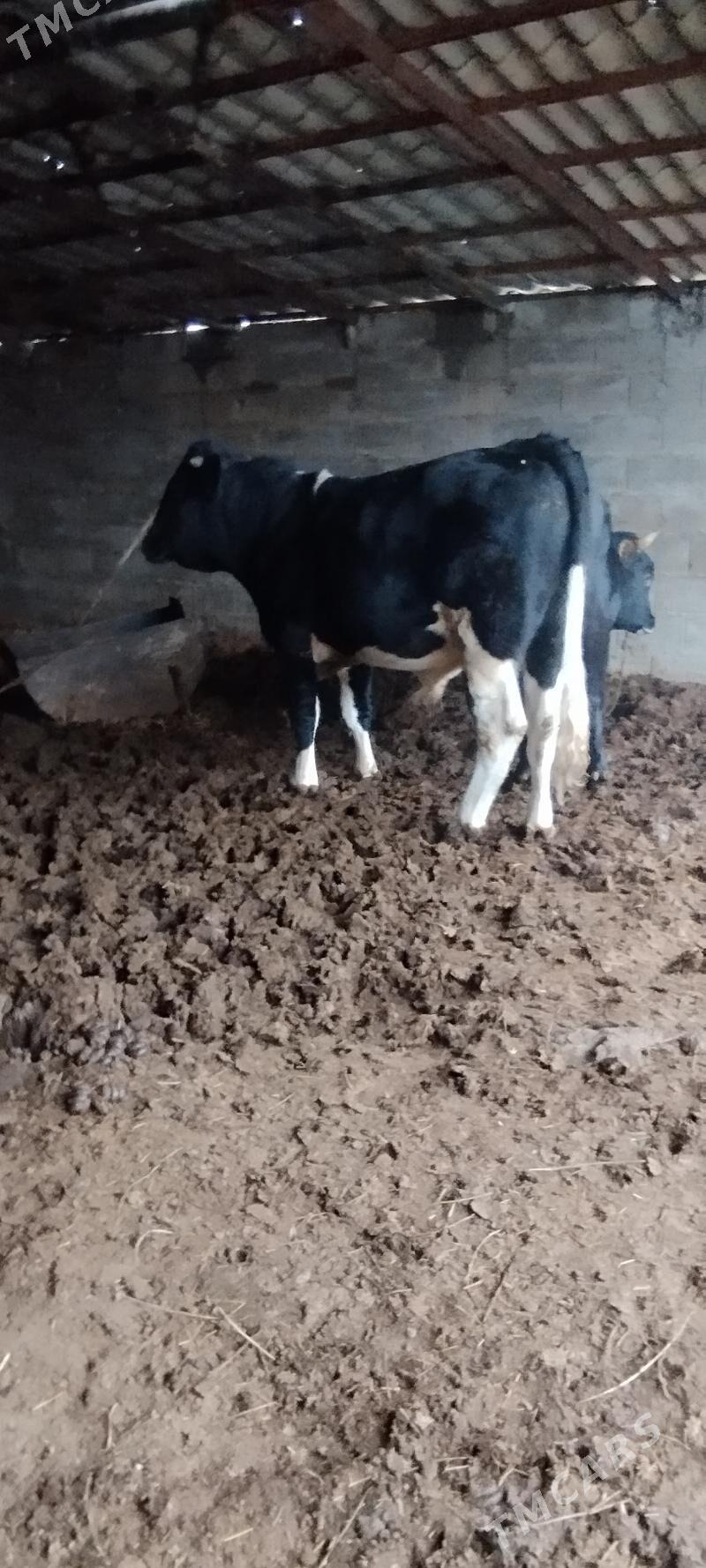 Baklan okuz - Бахарден - img 1