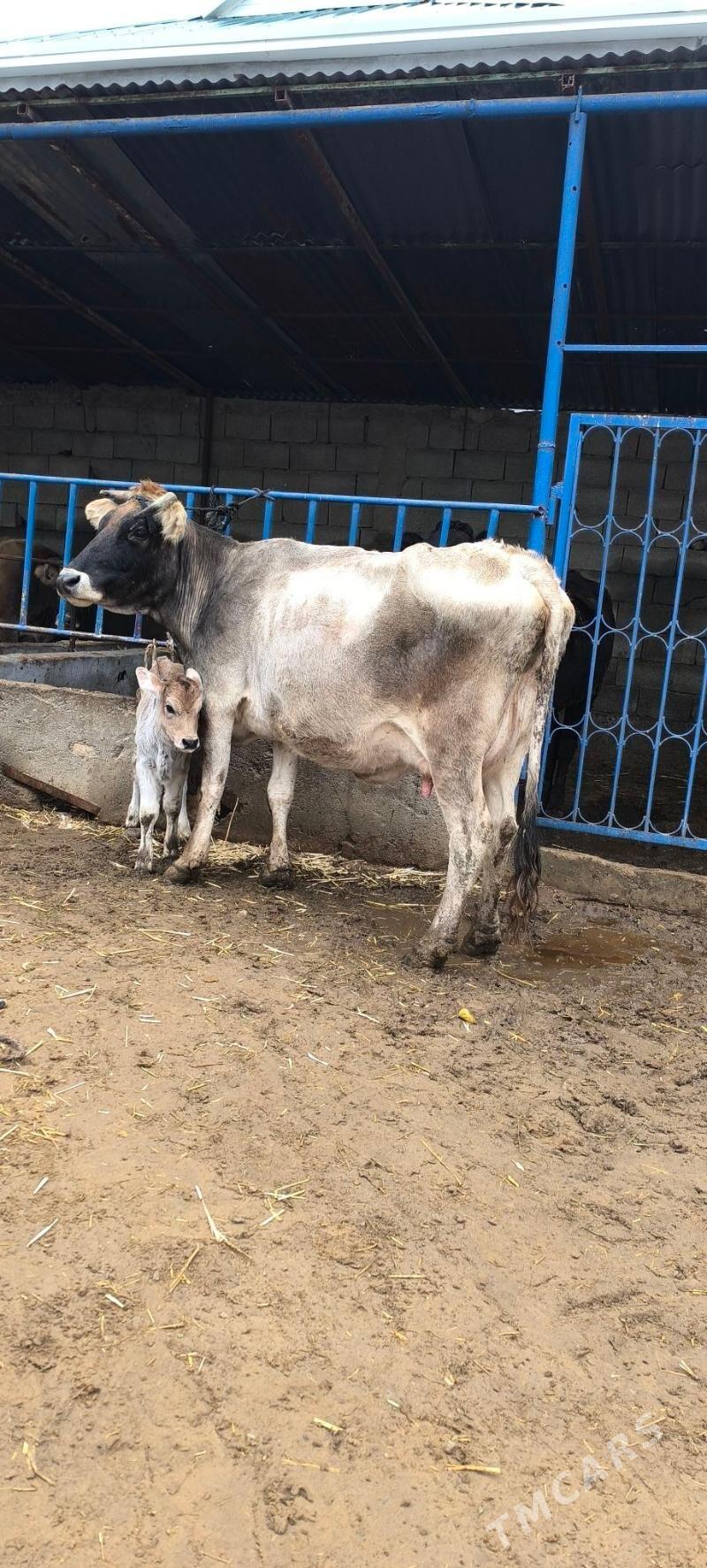 GÖLELİ SYGYR - Чоганлы - img 1