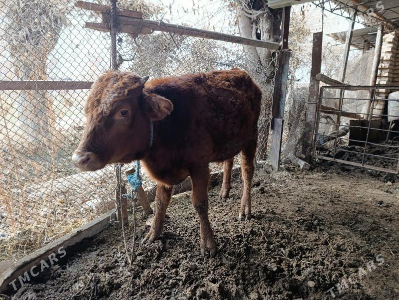 Öküz - Çärjew - img 1