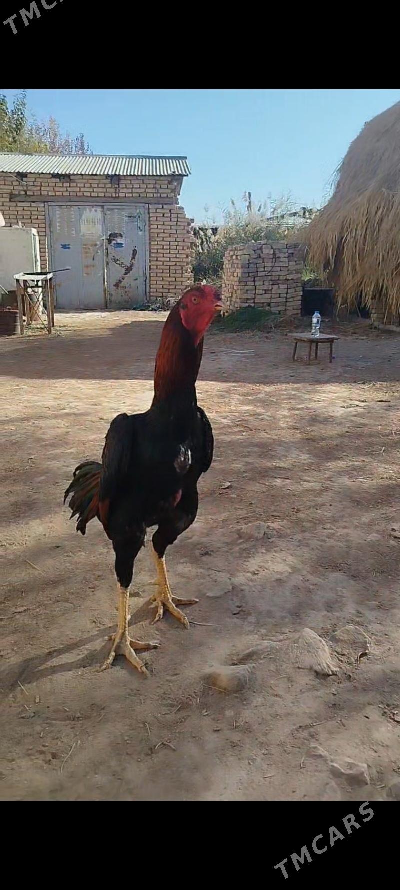 horaz - Murgap - img 1