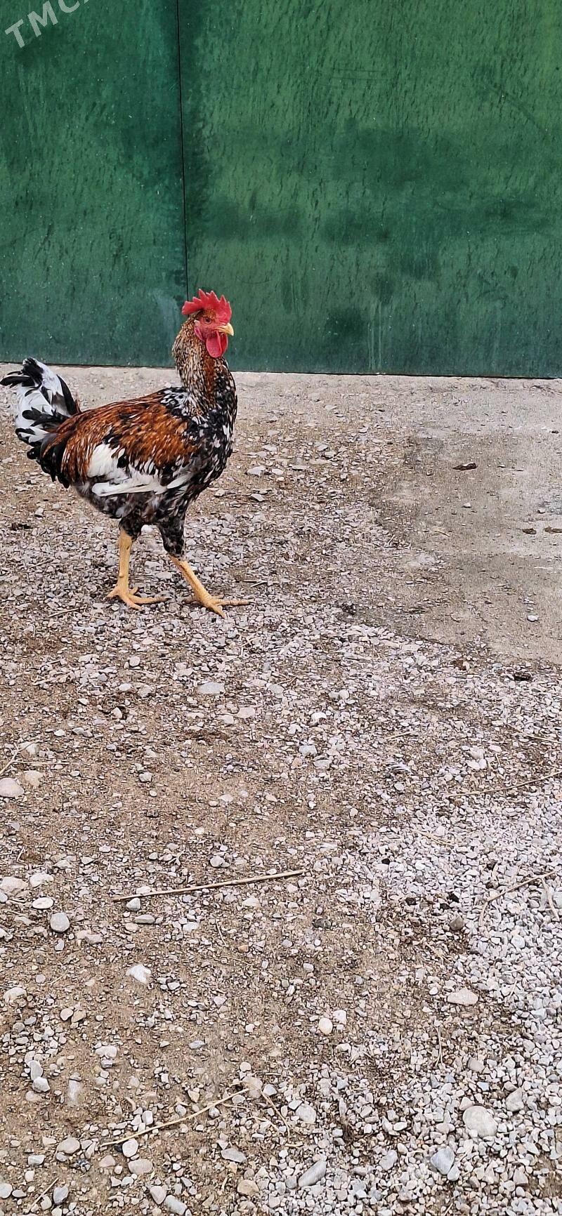 yaş horazlar - Балканабат - img 1