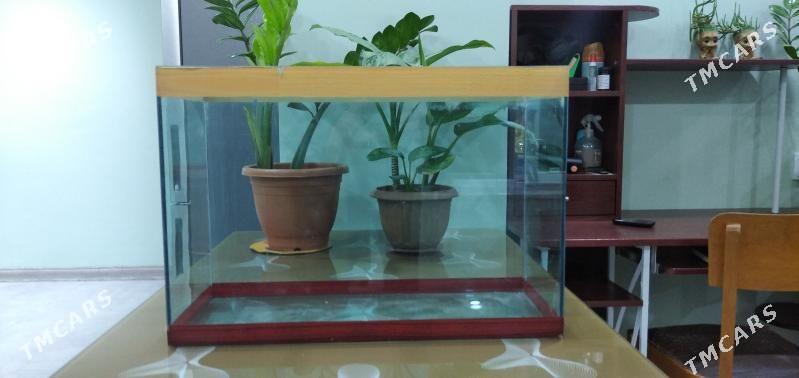 АКВАРИУМ - Ашхабад - img 1