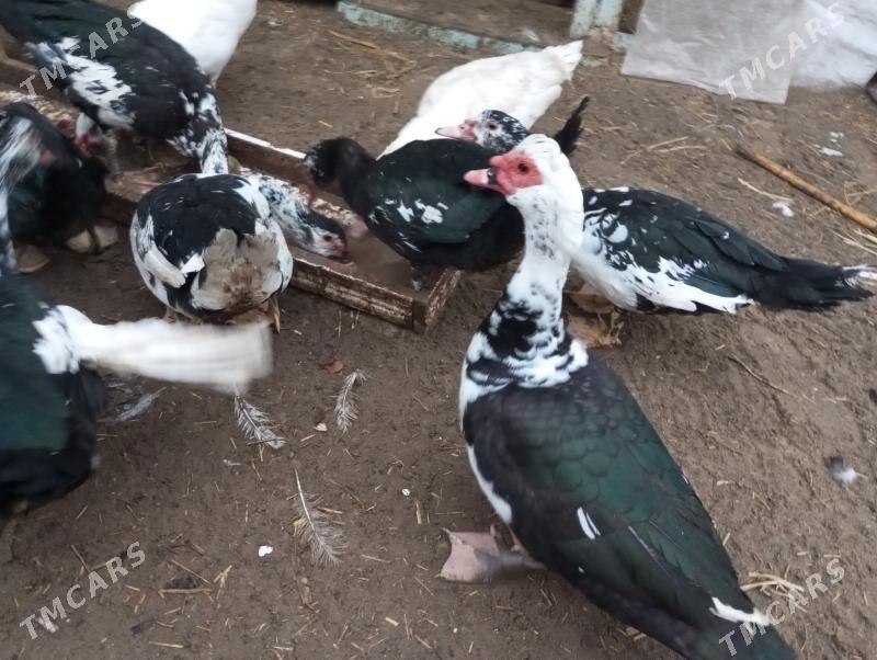 самиз ордаклар - Türkmenabat - img 1