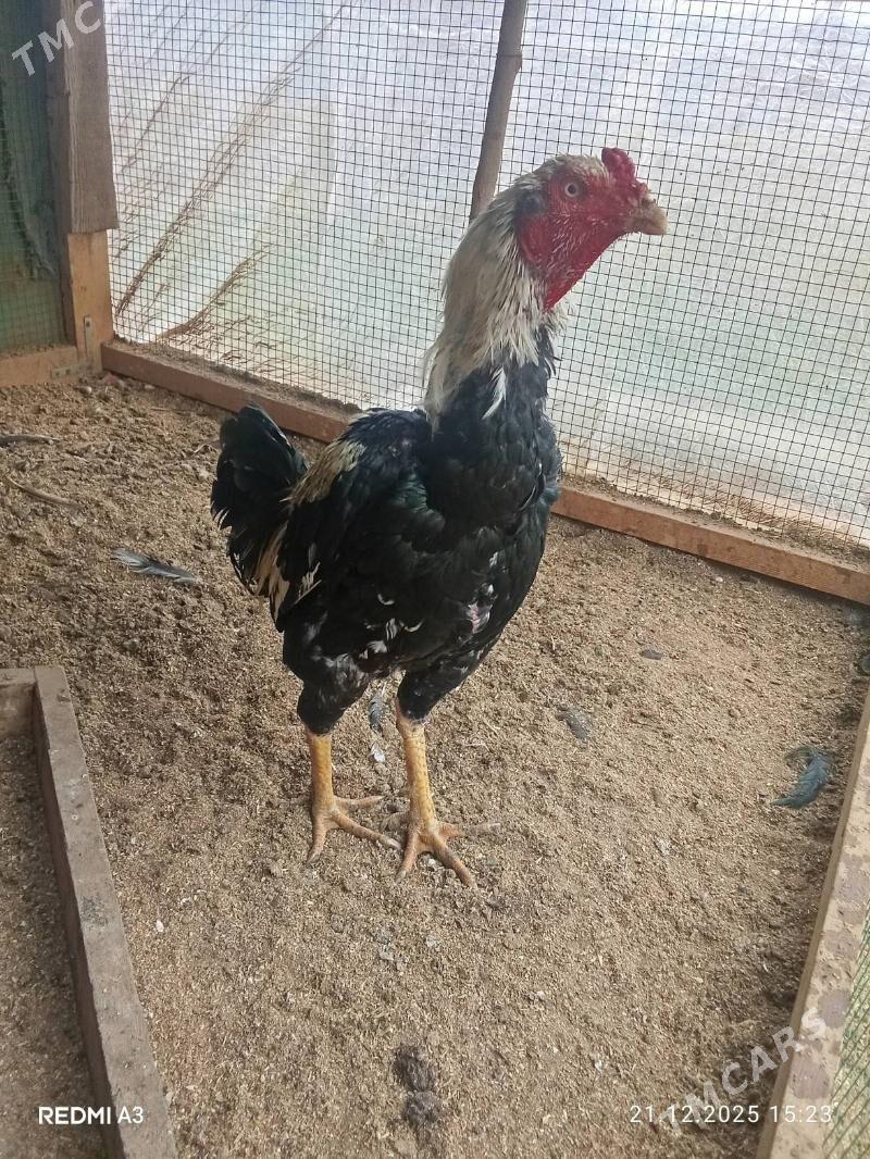 baysow cal - Чарджоу - img 1