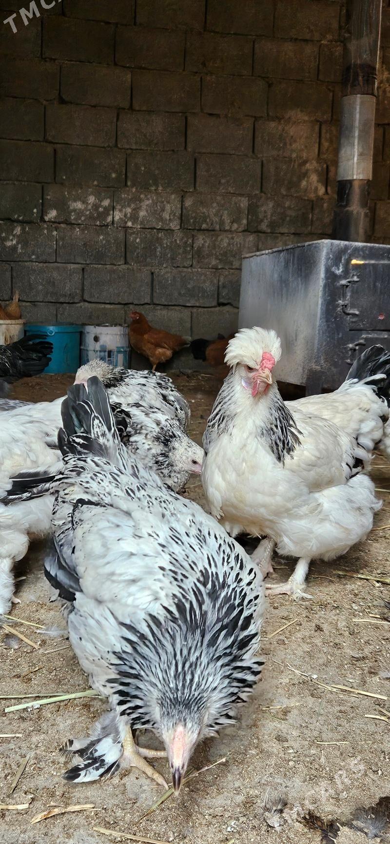 balgar towuk - Gökdepe - img 1