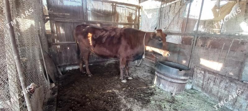 agyr bogaz - Mary - img 1