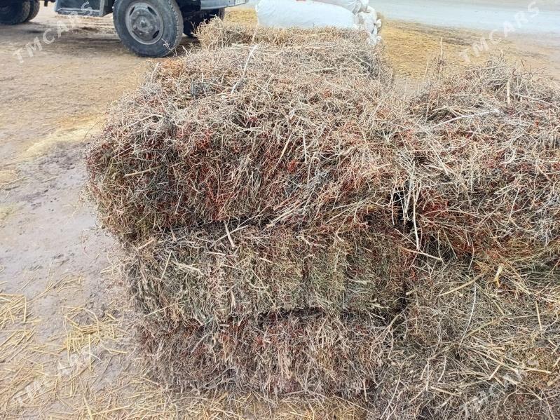 yandak - Aşgabat - img 1