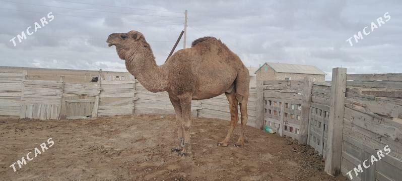 erkek - Bereket - img 1