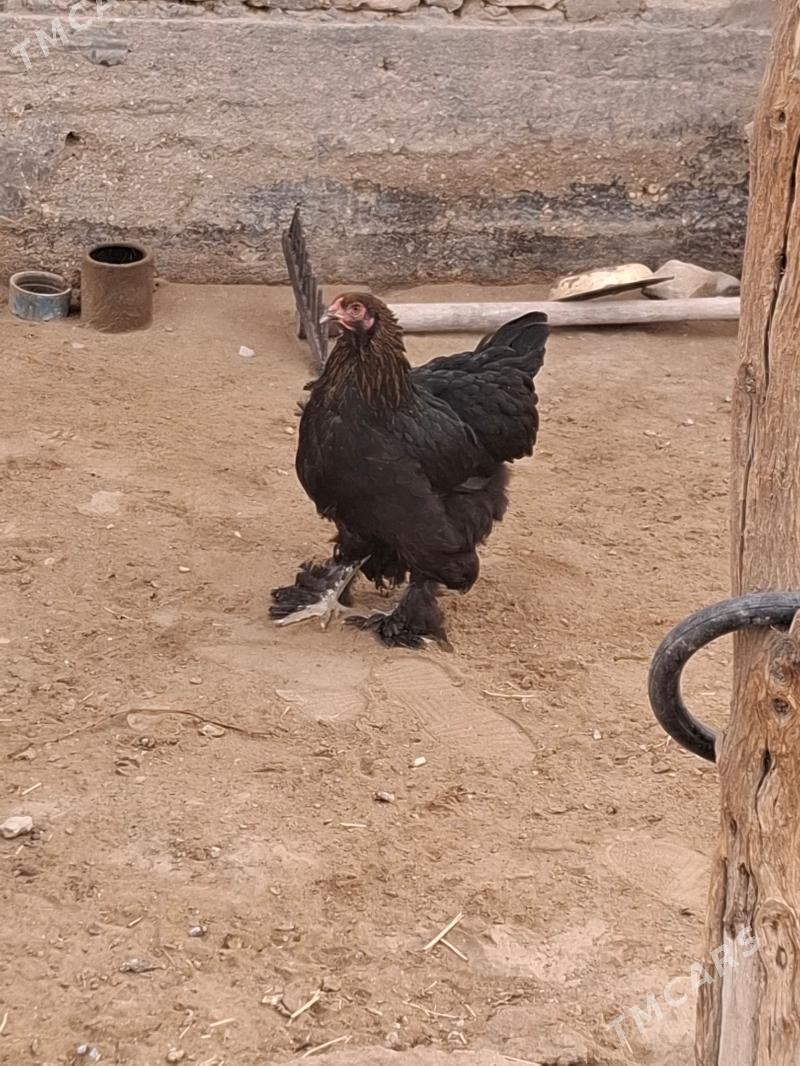 Gara brama - Gumdag - img 1