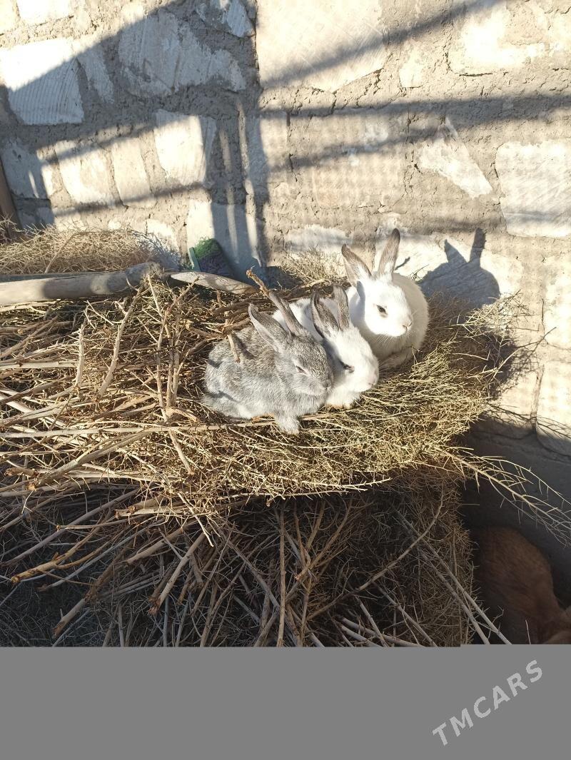 towsan - Туркменбаши - img 1