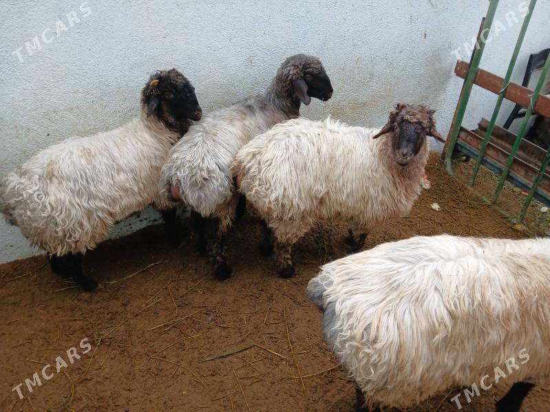 TOKLY - Ak bugdaý etraby - img 1