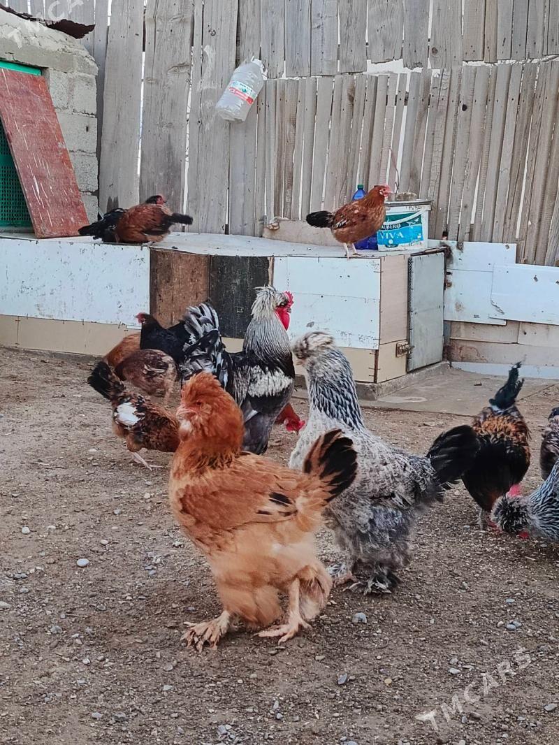 tawyklar - Gumdag - img 1