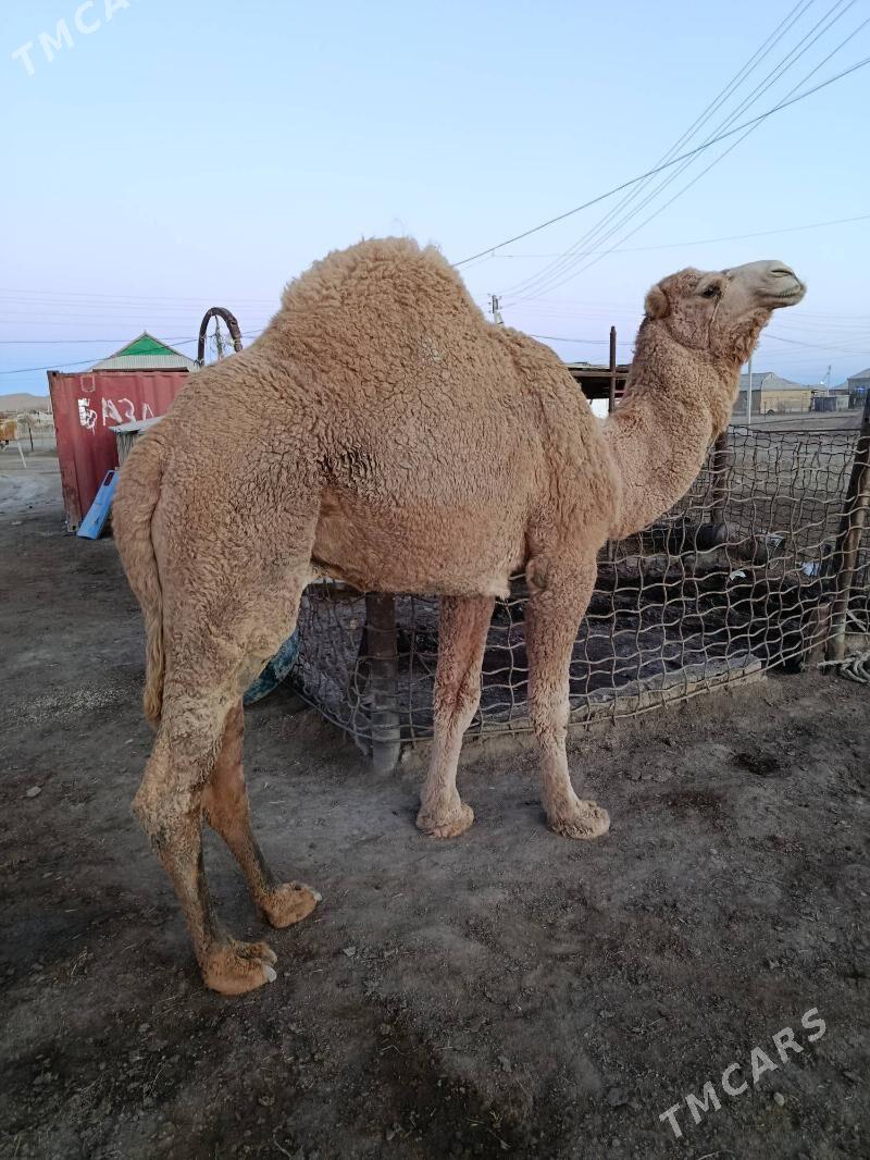 Erkek Duye - Etrek - img 1