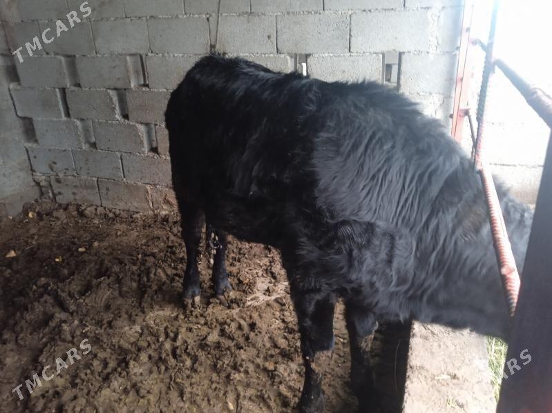 tuwe - Gypjak - img 1