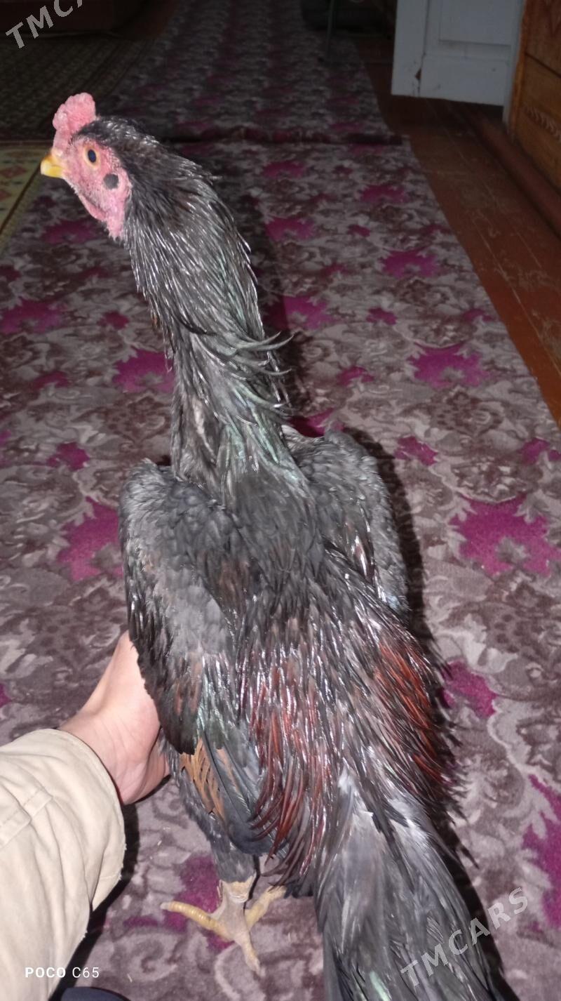 horoz - Шабатский этрап - img 1