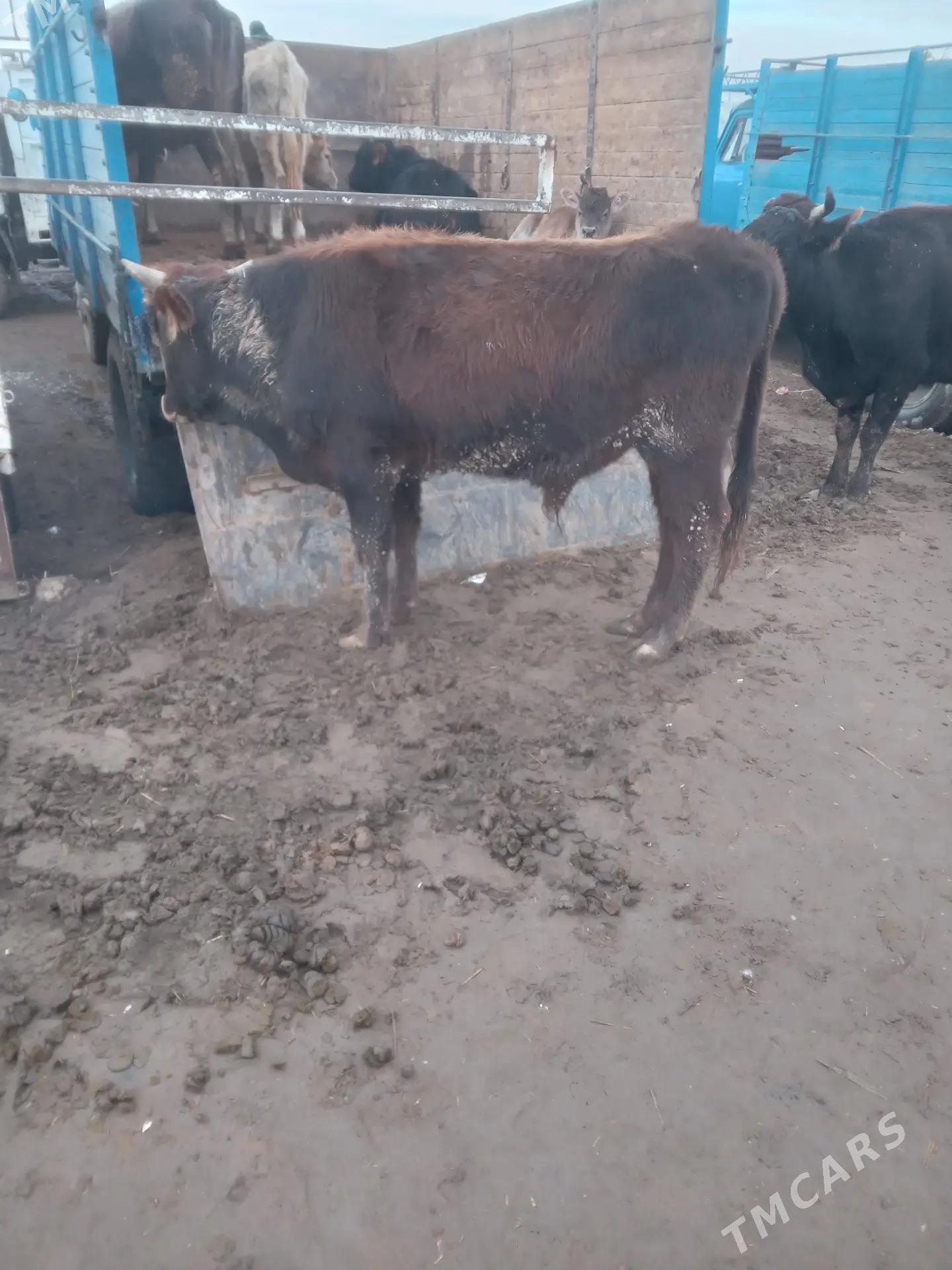 öküz - Babadaýhan - img 1