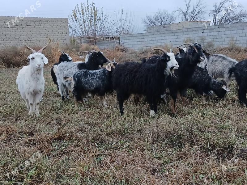 geci - Bäherden - img 1