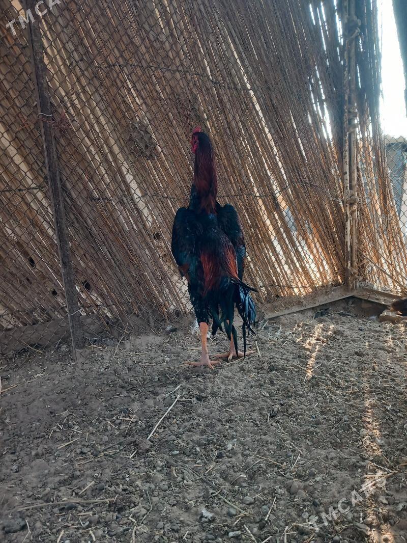 baysok - Türkmengala - img 1