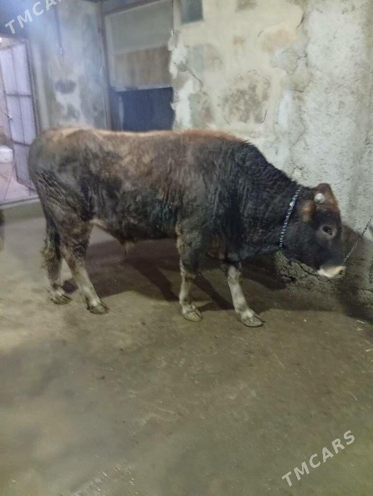 oküz - Gyzylarbat - img 1