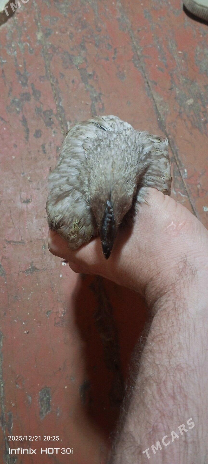 lakedance paroda juje gara et - Daşoguz - img 1