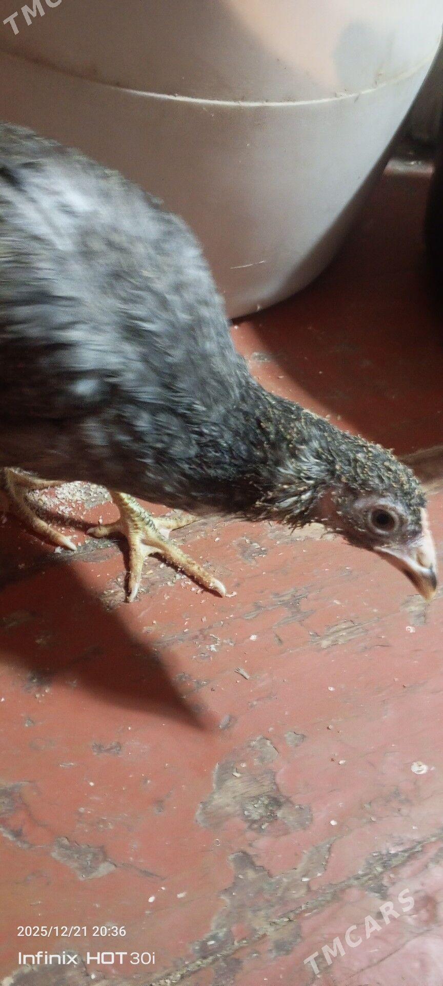 arakuana paroda juje - Daşoguz - img 1