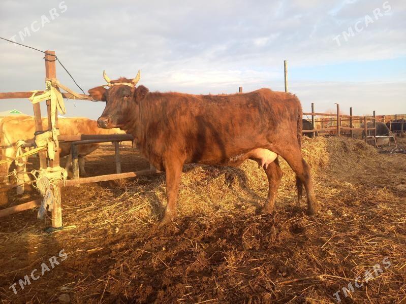 göleli. - Векильбазар - img 1