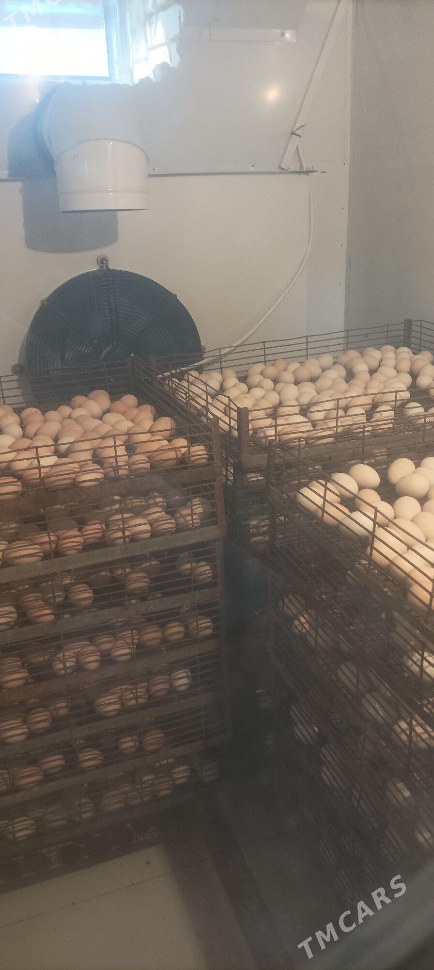 inkubator juyje - Сакарчага - img 1