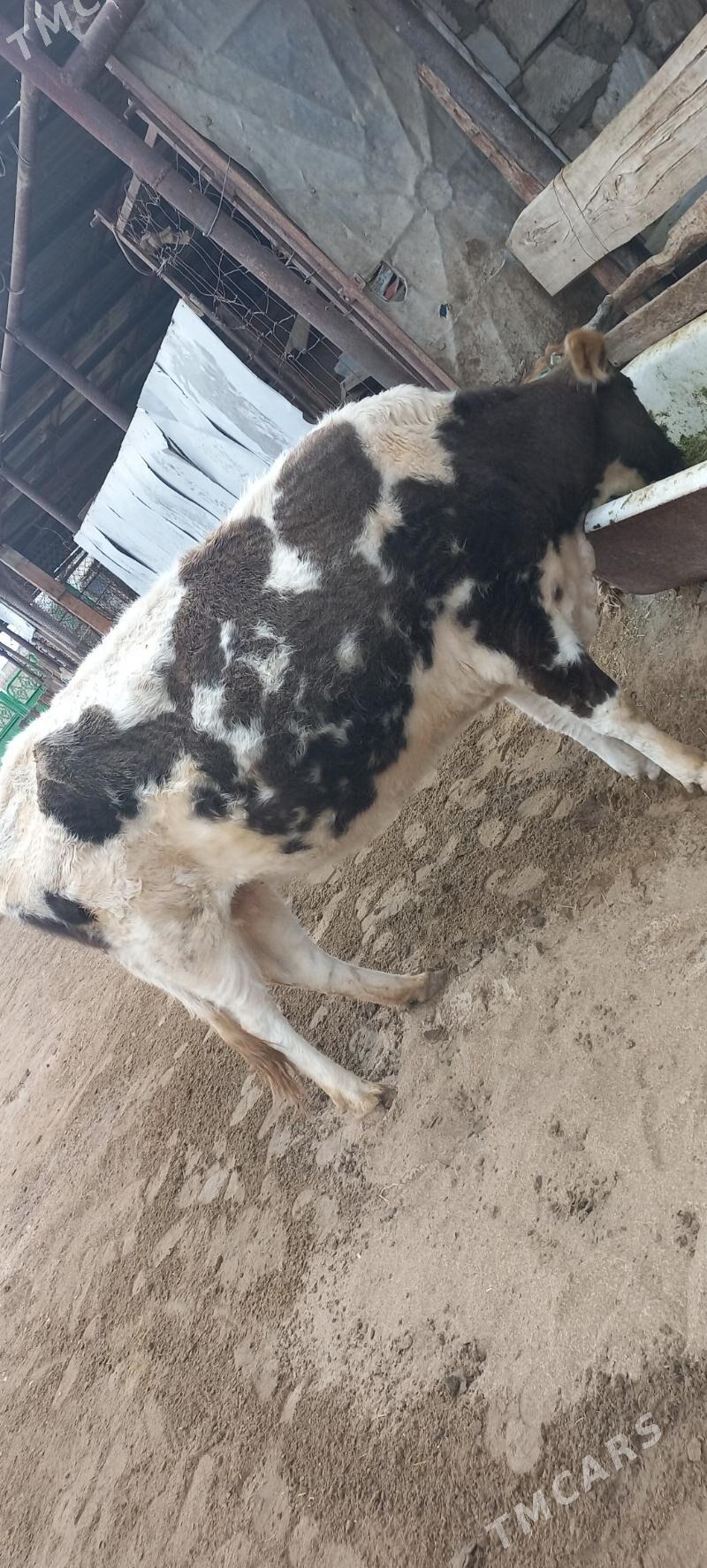 sygyr - Gumdag - img 1