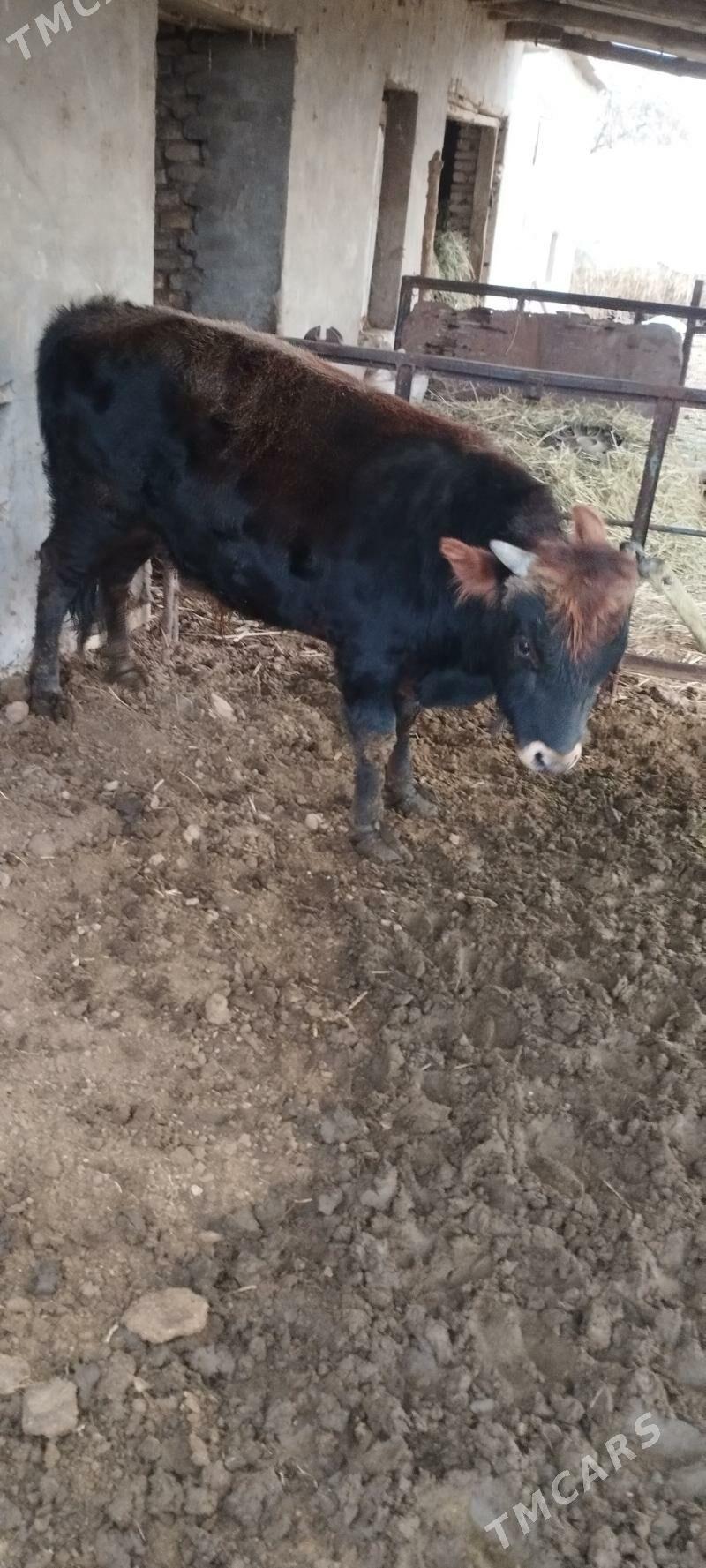 Öküz - Murgap - img 1