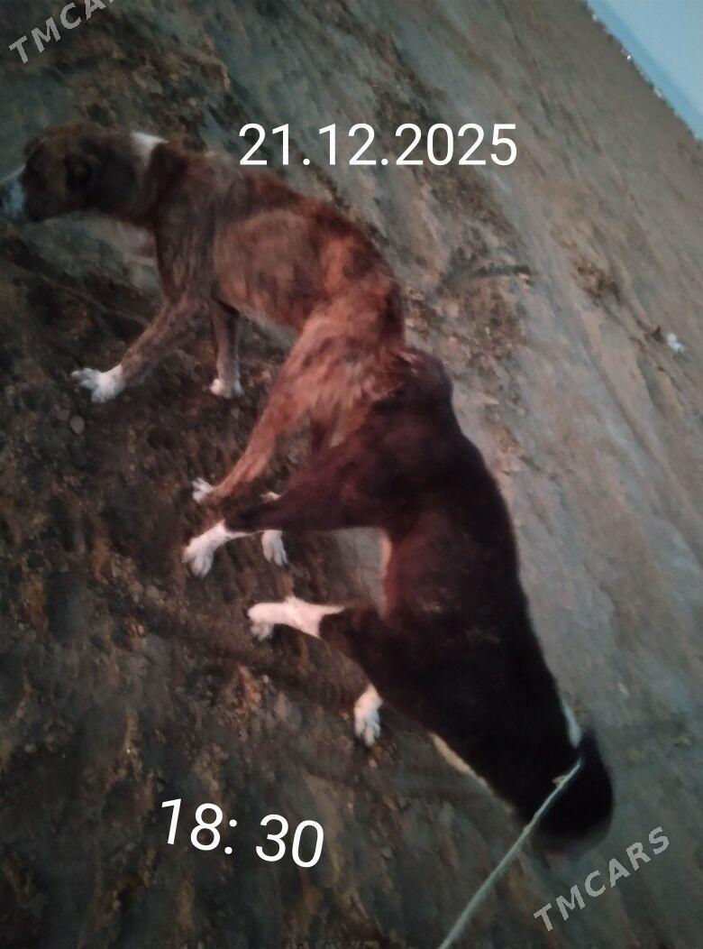 GUJUK - Эсенгулы - img 1