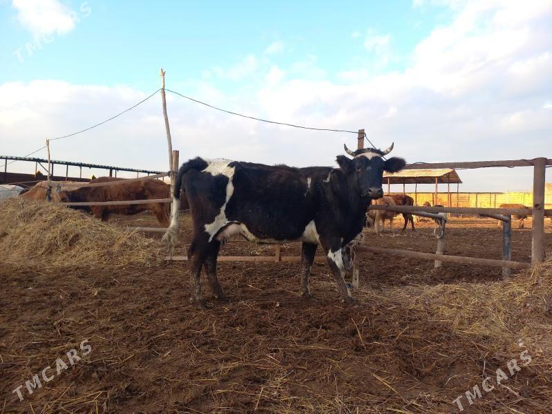 göleli. - Векильбазар - img 1