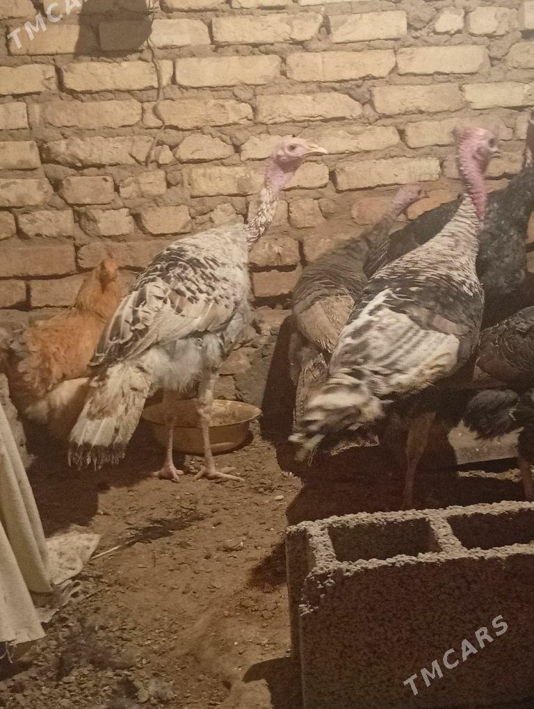 induk - Мары - img 1