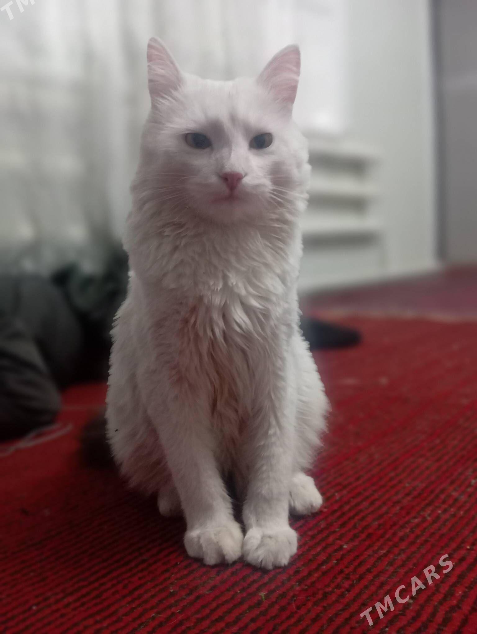 Pamuk - Sakar - img 1