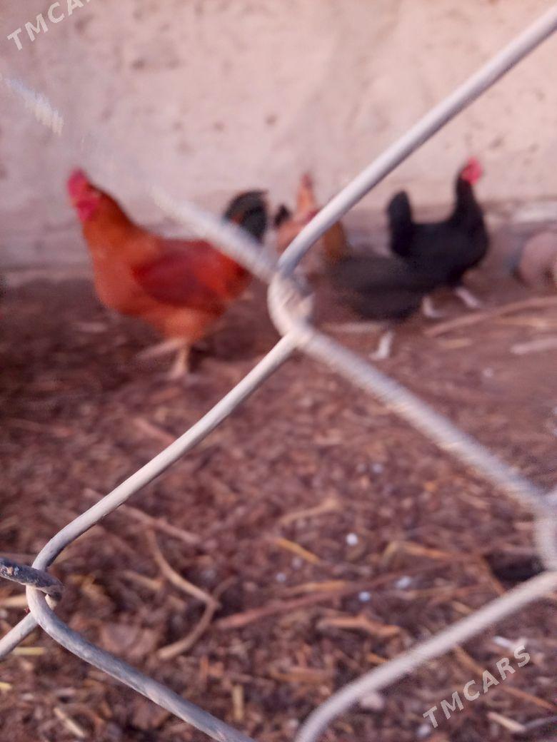 tovuk horaz - Türkmenbaşy etr. - img 1